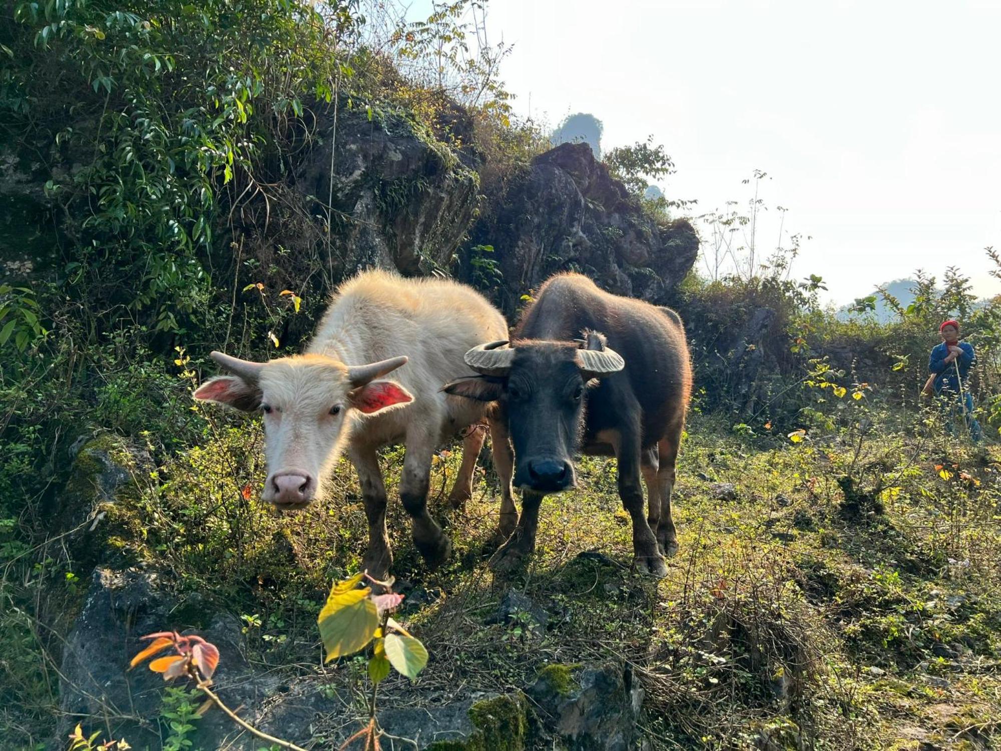 Nasan Green Farm Cao Bang Exterior photo